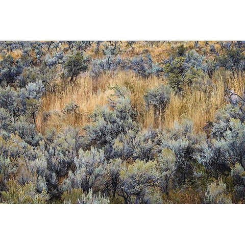 Mountain big sagebrush-Yellowstone National Park-Wyoming Gold Ornate Wood Framed Art Print with Double Matting by Jones, Adam