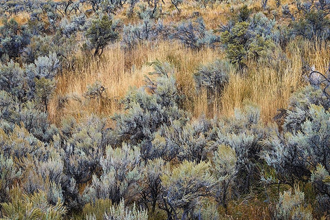 Mountain big sagebrush-Yellowstone National Park-Wyoming Black Ornate Wood Framed Art Print with Double Matting by Jones, Adam