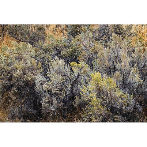 Mountain big sagebrush-Yellowstone National Park-Wyoming Black Modern Wood Framed Art Print by Jones, Adam