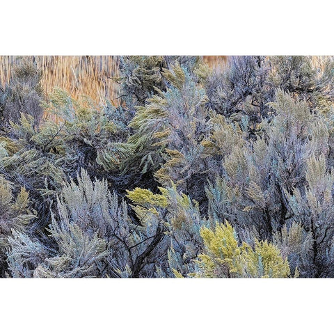Mountain big sagebrush-Yellowstone National Park-Wyoming Black Modern Wood Framed Art Print by Jones, Adam