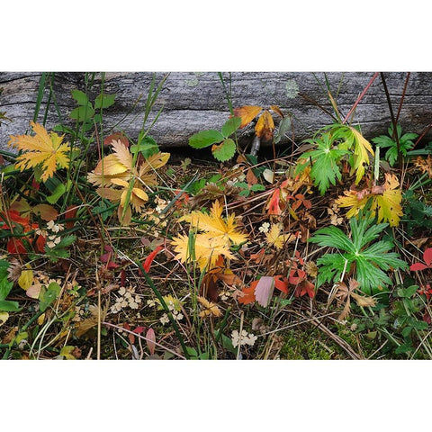 Wild strawberry on forest floor in autumn-Yellowstone National Park-Wyoming Black Modern Wood Framed Art Print with Double Matting by Jones, Adam
