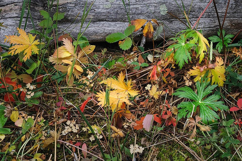Wild strawberry on forest floor in autumn-Yellowstone National Park-Wyoming White Modern Wood Framed Art Print with Double Matting by Jones, Adam