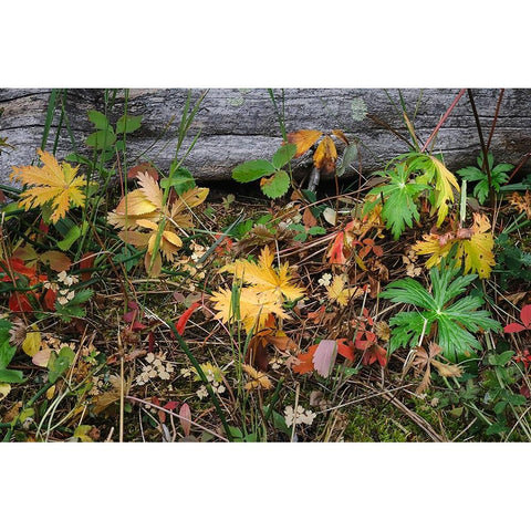 Wild strawberry on forest floor in autumn-Yellowstone National Park-Wyoming Black Modern Wood Framed Art Print by Jones, Adam