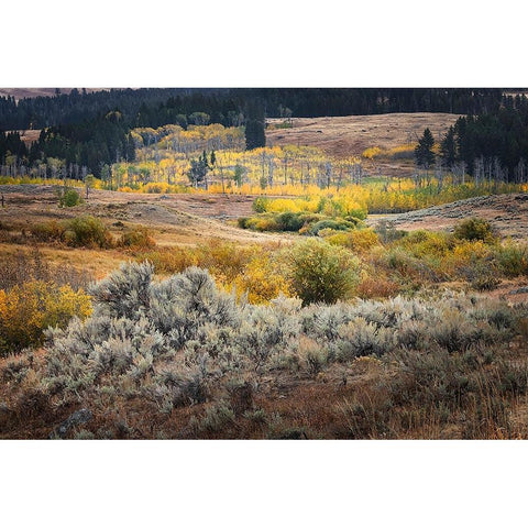 Scenic landscape view of Lamar Valley with aspen trees and sagebrush-Yellowstone National Park White Modern Wood Framed Art Print by Jones, Adam