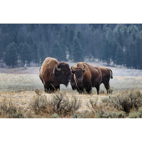 American Bison Yellowstone National Park-Wyoming Gold Ornate Wood Framed Art Print with Double Matting by Jones, Adam