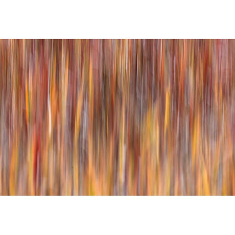 Motion effect on autumn vegetation-Yellowstone National Park-Wyoming Black Modern Wood Framed Art Print by Jones, Adam