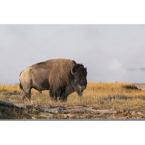 American Bison Yellowstone National Park-Wyoming Black Modern Wood Framed Art Print with Double Matting by Jones, Adam