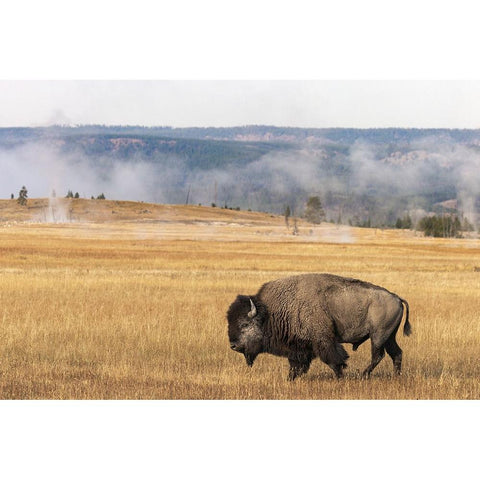 American Bison Yellowstone National Park-Wyoming White Modern Wood Framed Art Print by Jones, Adam