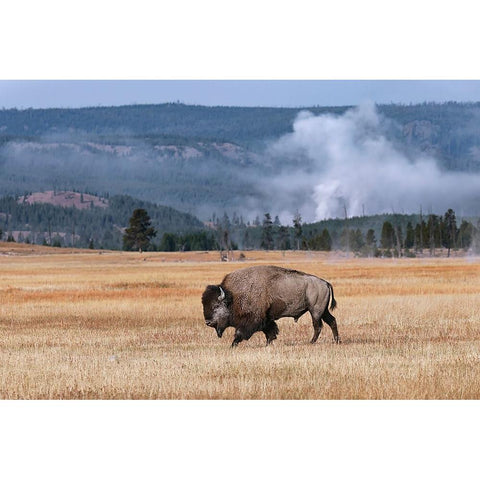 American Bison Yellowstone National Park-Wyoming Black Modern Wood Framed Art Print by Jones, Adam