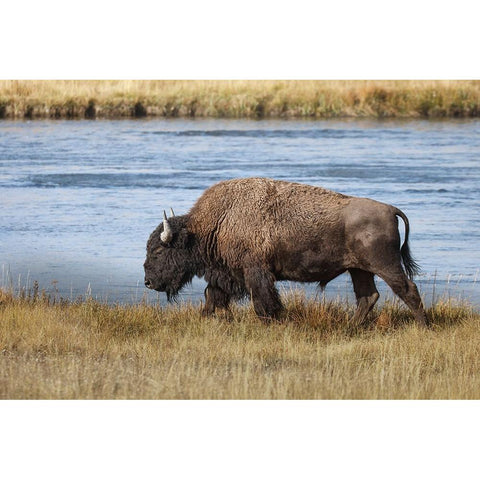 American Bison Yellowstone National Park-Wyoming Black Modern Wood Framed Art Print with Double Matting by Jones, Adam