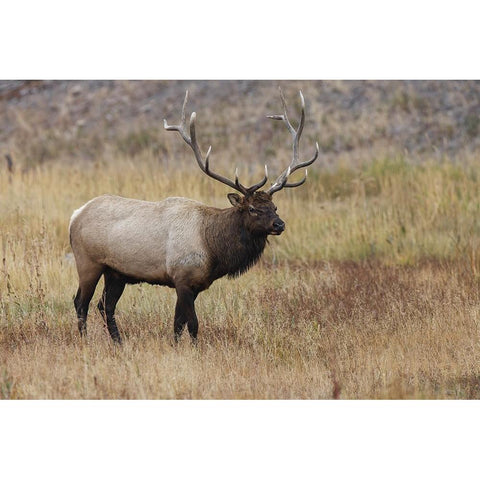 Bull elk or wapiti in meadow-Yellowstone National Park-Wyoming Black Modern Wood Framed Art Print by Jones, Adam