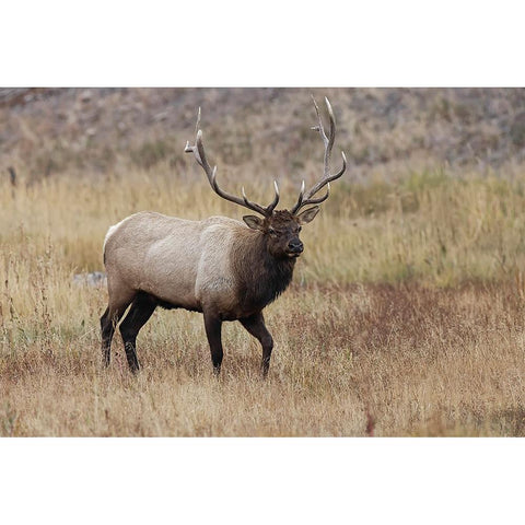 Bull elk or wapiti in meadow-Yellowstone National Park-Wyoming Black Modern Wood Framed Art Print by Jones, Adam