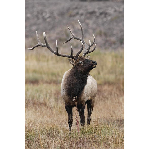 Bull elk or wapiti in meadow-Yellowstone National Park-Wyoming Gold Ornate Wood Framed Art Print with Double Matting by Jones, Adam