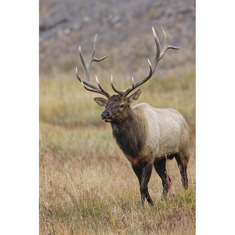 Bull elk or wapiti in meadow-Yellowstone National Park-Wyoming Black Modern Wood Framed Art Print with Double Matting by Jones, Adam