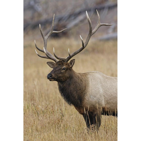 Bull elk or wapiti in meadow-Yellowstone National Park-Wyoming Black Modern Wood Framed Art Print by Jones, Adam