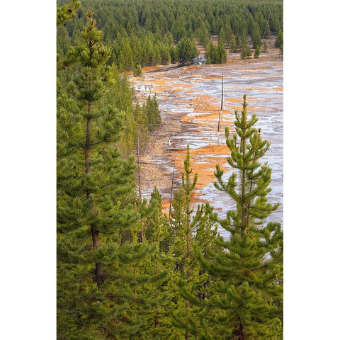 Elevated view of runoff water and bacterial mat-Grand Prismatic spring Gold Ornate Wood Framed Art Print with Double Matting by Jones, Adam