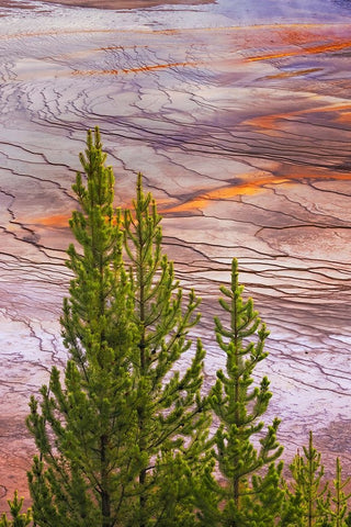 Elevated view of Grand Prismatic spring and colorful bacterial mat-Yellowstone National Park White Modern Wood Framed Art Print with Double Matting by Jones, Adam