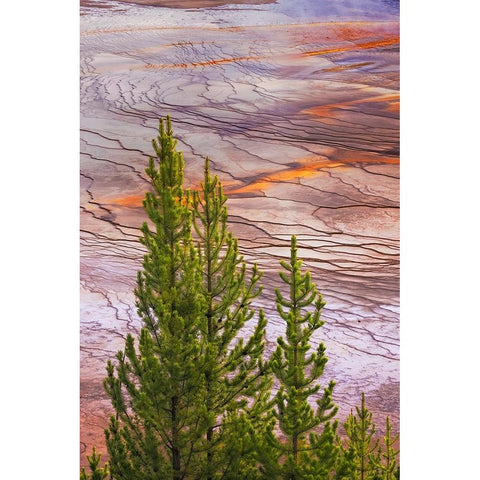 Elevated view of Grand Prismatic spring and colorful bacterial mat-Yellowstone National Park White Modern Wood Framed Art Print by Jones, Adam