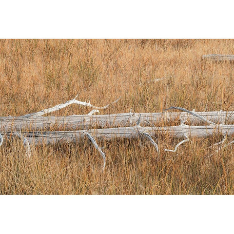 Fallen calcified trees near Grand Prismatic spring-Yellowstone National Park-Wyoming White Modern Wood Framed Art Print by Jones, Adam