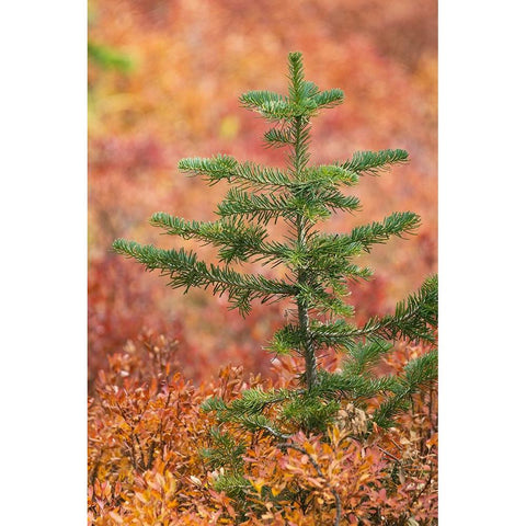 Blueberry leaves in autumn red coloration-Yellowstone National Park-Wyoming Black Modern Wood Framed Art Print by Jones, Adam