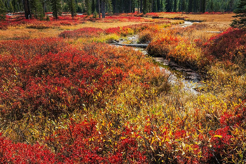 Blueberry leaves in autumn red coloration-Yellowstone National Park-Wyoming White Modern Wood Framed Art Print with Double Matting by Jones, Adam