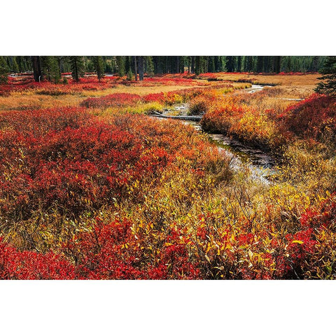 Blueberry leaves in autumn red coloration-Yellowstone National Park-Wyoming Black Modern Wood Framed Art Print by Jones, Adam