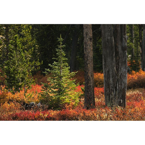 Blueberry leaves in autumn red coloration-Yellowstone National Park-Wyoming White Modern Wood Framed Art Print by Jones, Adam