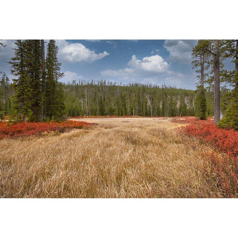 Blueberry leaves in autumn red coloration-Yellowstone National Park-Wyoming Black Modern Wood Framed Art Print by Jones, Adam