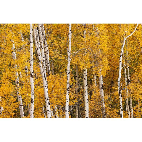 Pattern of white tree trunks among golden aspen leaves-Grand Teton National Park-Wyoming Black Modern Wood Framed Art Print by Jones, Adam