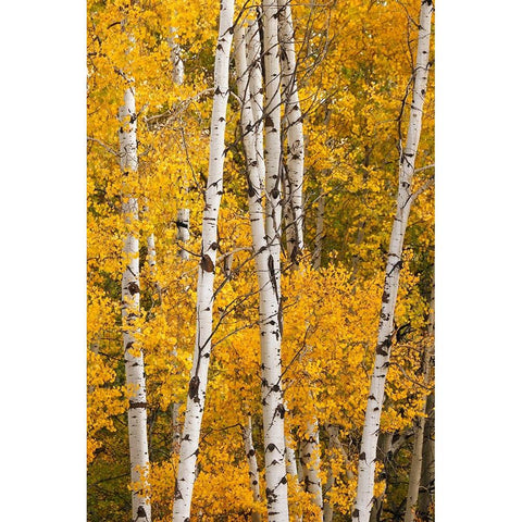 Pattern of white tree trunks among golden aspen leaves-Grand Teton National Park-Wyoming Black Modern Wood Framed Art Print by Jones, Adam
