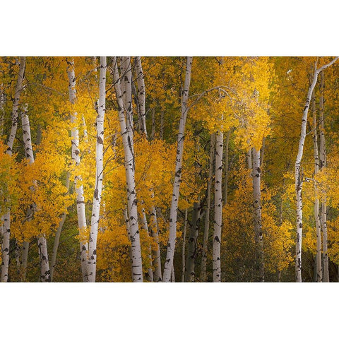 Pattern of white tree trunks among golden aspen leaves-Grand Teton National Park-Wyoming Black Modern Wood Framed Art Print by Jones, Adam