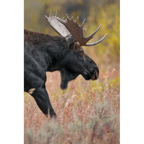 Bull moose-Grand Teton National Park-Wyoming White Modern Wood Framed Art Print by Jones, Adam