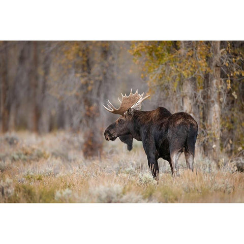 Bull moose-Grand Teton National Park-Wyoming White Modern Wood Framed Art Print by Jones, Adam