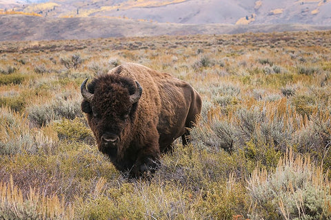 American Bison in sagebrush meadow Grand Teton National Park Black Ornate Wood Framed Art Print with Double Matting by Jones, Adam