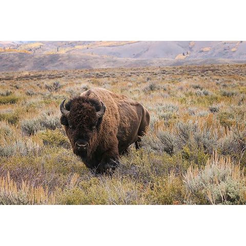American Bison in sagebrush meadow Grand Teton National Park Black Modern Wood Framed Art Print by Jones, Adam