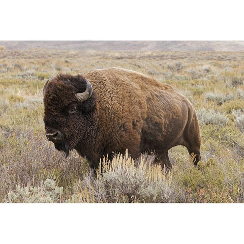 American Bison in sagebrush meadow Grand Teton National Park White Modern Wood Framed Art Print by Jones, Adam