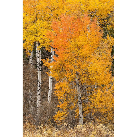 Autumn view of willows and aspen trees along shoreline of Two Ocean Lake-Grand Teton National Park Black Modern Wood Framed Art Print by Jones, Adam