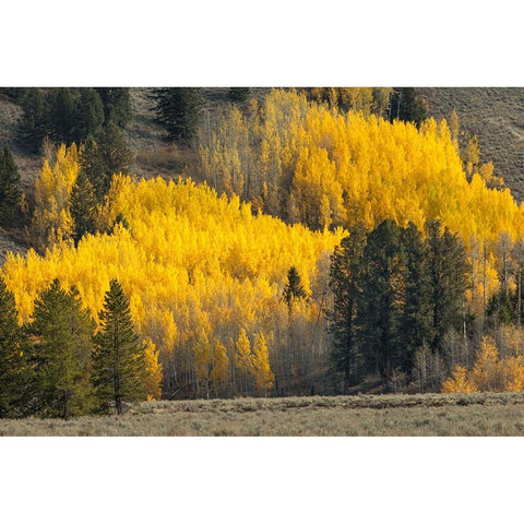 Autumn view of willows along shoreline of Two Ocean Lake-Grand Teton National Park-Wyoming Black Modern Wood Framed Art Print by Jones, Adam
