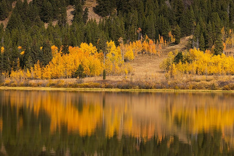 Autumn view of willows and aspen trees along shoreline of Two Ocean Lake-Grand Teton National Park White Modern Wood Framed Art Print with Double Matting by Jones, Adam
