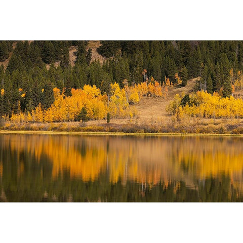 Autumn view of willows and aspen trees along shoreline of Two Ocean Lake-Grand Teton National Park Black Modern Wood Framed Art Print by Jones, Adam