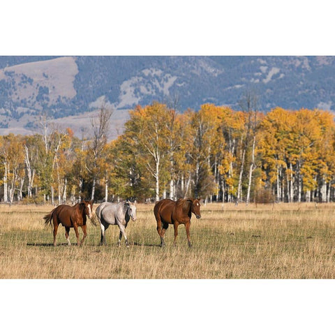 Horses just outside-Grand Teton National Park-Wyoming White Modern Wood Framed Art Print by Jones, Adam