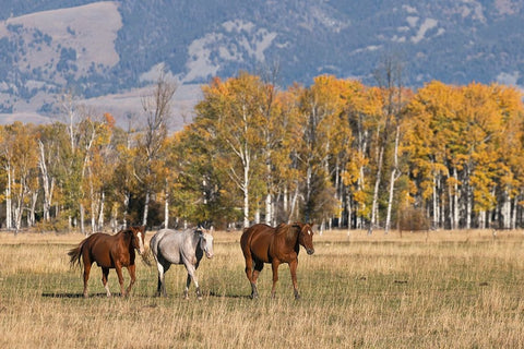 Horses just outside-Grand Teton National Park-Wyoming Black Ornate Wood Framed Art Print with Double Matting by Jones, Adam
