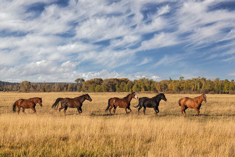 Horses just outside-Grand Teton National Park-Wyoming White Modern Wood Framed Art Print with Double Matting by Jones, Adam