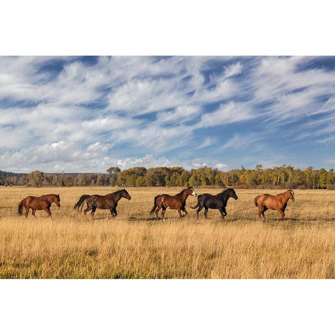 Horses just outside-Grand Teton National Park-Wyoming White Modern Wood Framed Art Print by Jones, Adam
