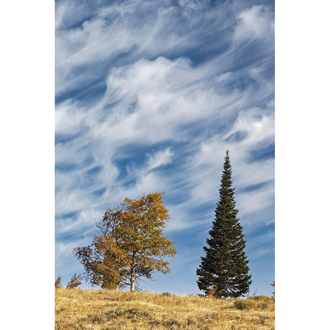 Two trees on ridge and cloud formation-Grand Teton National Park-Wyoming Gold Ornate Wood Framed Art Print with Double Matting by Jones, Adam