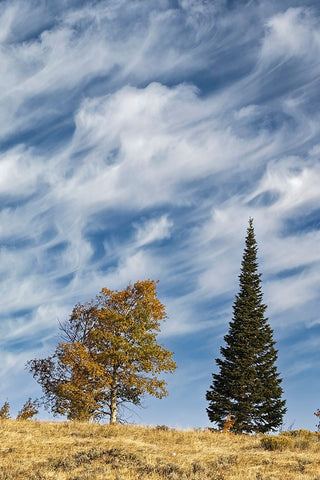 Two trees on ridge and cloud formation-Grand Teton National Park-Wyoming Black Ornate Wood Framed Art Print with Double Matting by Jones, Adam