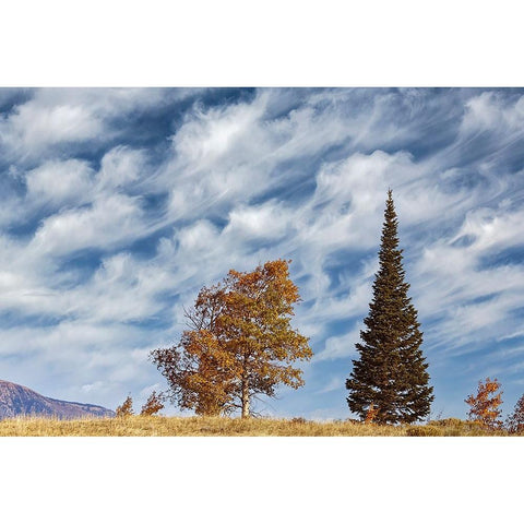 Two trees on ridge and cloud formation-Grand Teton National Park-Wyoming Black Modern Wood Framed Art Print by Jones, Adam