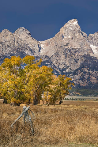 Fencepost-cottonwood trees and Teton Range in autumn-Grand Teton National Park-Wyoming Black Ornate Wood Framed Art Print with Double Matting by Jones, Adam