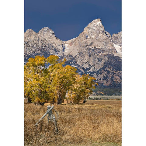 Fencepost-cottonwood trees and Teton Range in autumn-Grand Teton National Park-Wyoming Black Modern Wood Framed Art Print by Jones, Adam
