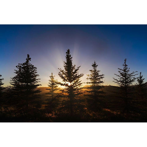 Pine trees silhouetted at sunset-Grand Teton National Park-Wyoming Black Modern Wood Framed Art Print by Jones, Adam